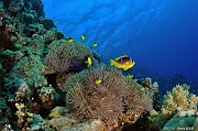 Amphiprion-bicinctus Heteractis magnifica-Safaga Panomara Reef Sud-34m-20171123-Denis-ADER-DSC_3536_tn